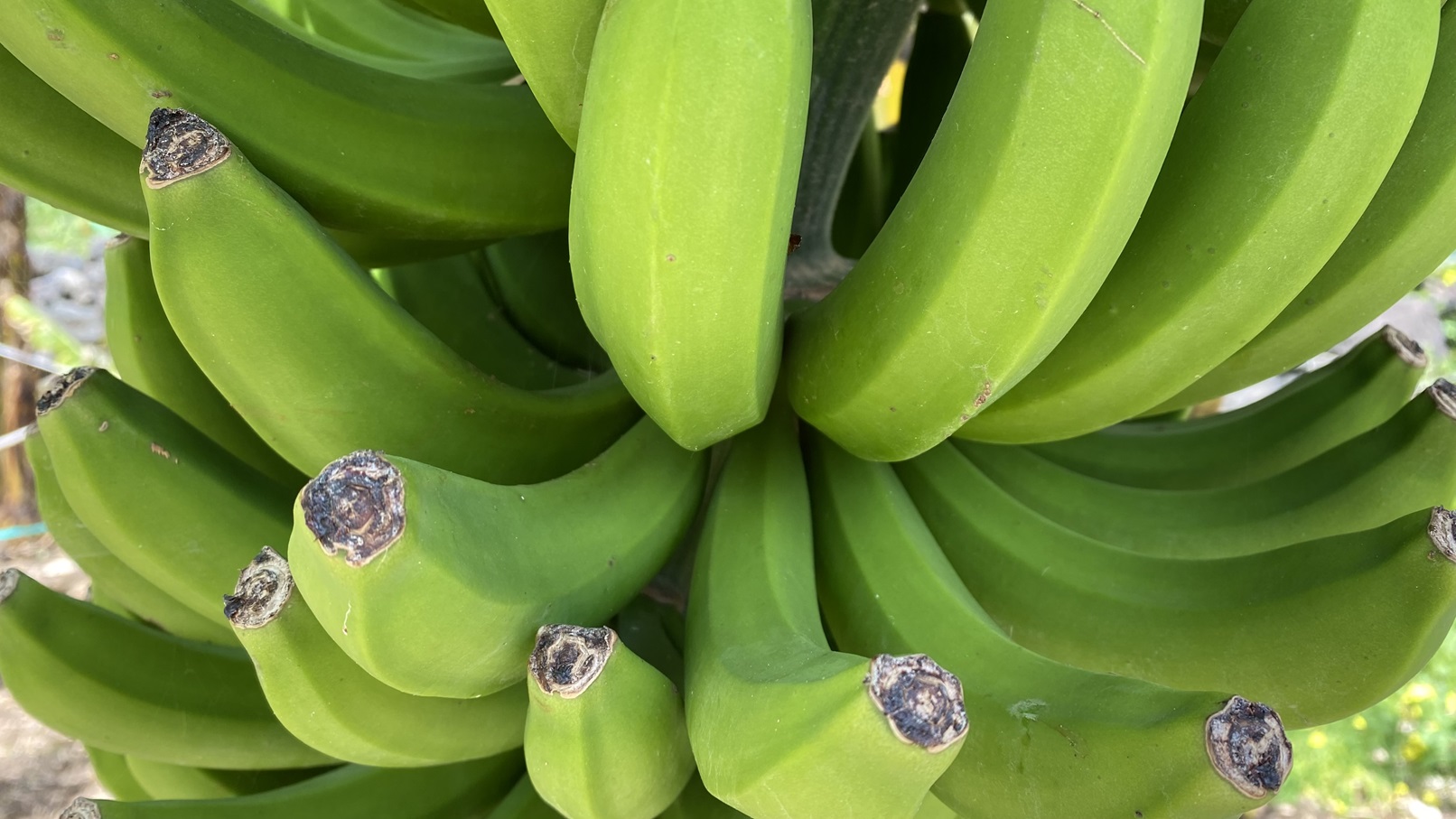 mad_banane